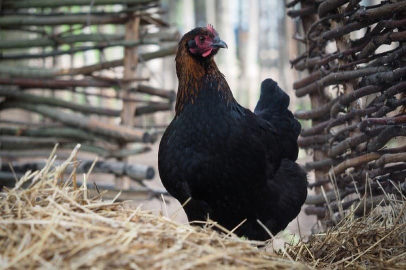 Maran chicken