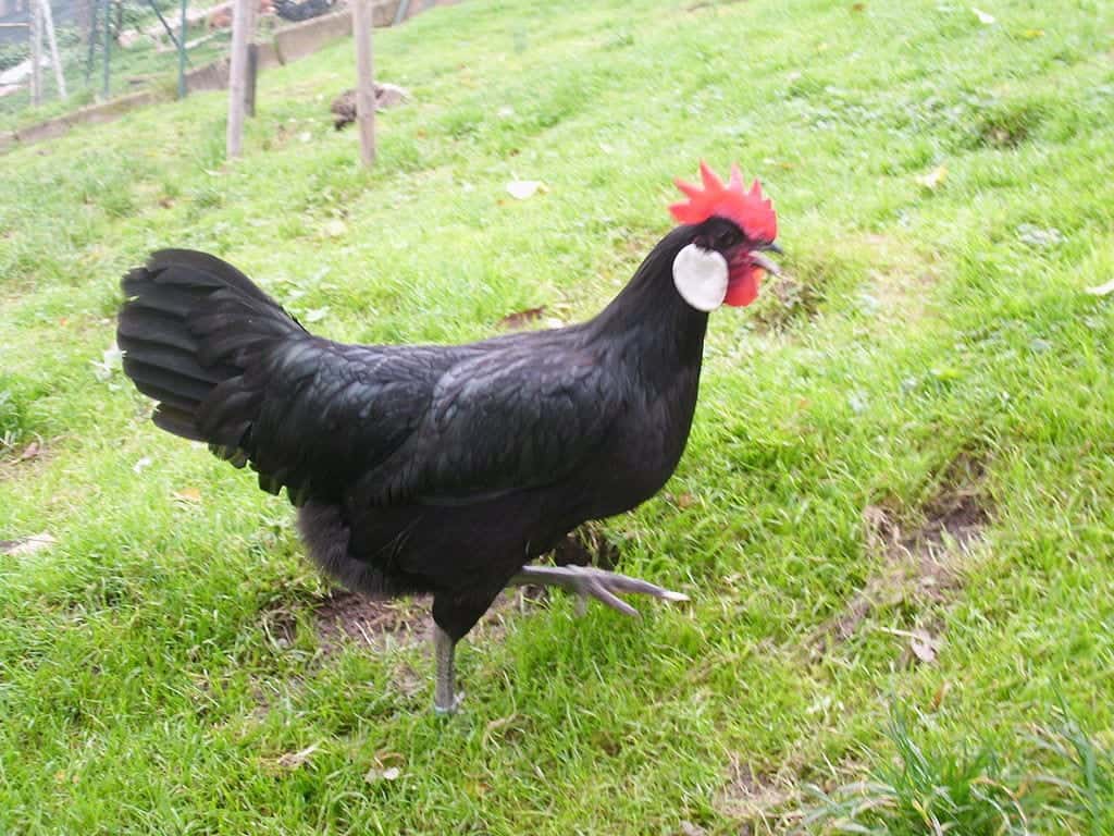 Minorka Henne