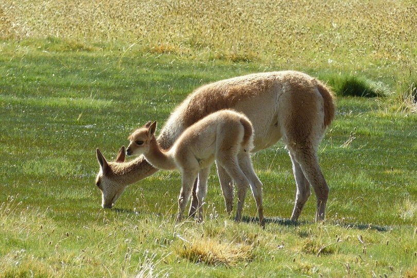 Mother Guanaco llama and its cria