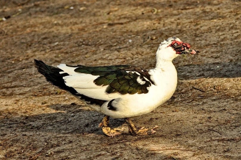 Muscovy Duck