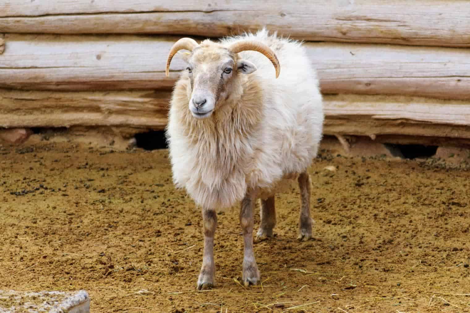 Navajo Churro Sheep