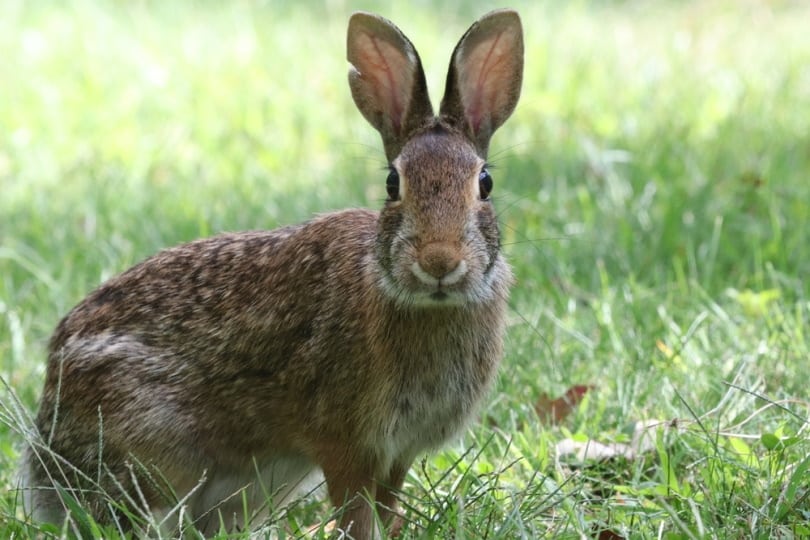 New England cottontail sitting in grass