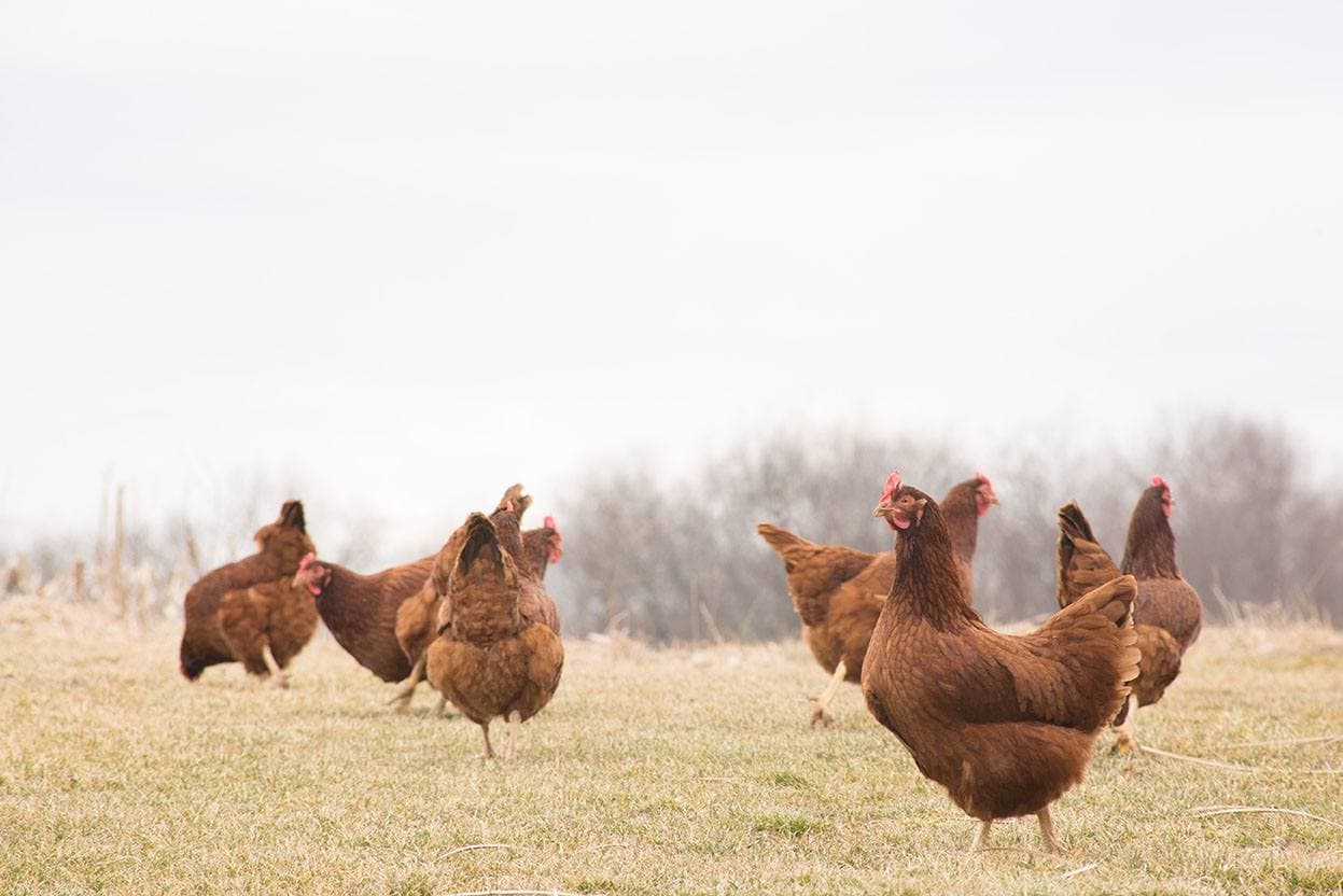 New Hampshire Red chickens