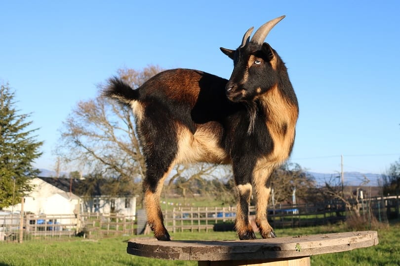 Nigerian Dwarf Goat