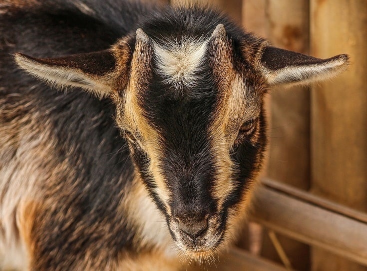 Nigerian Dwarf