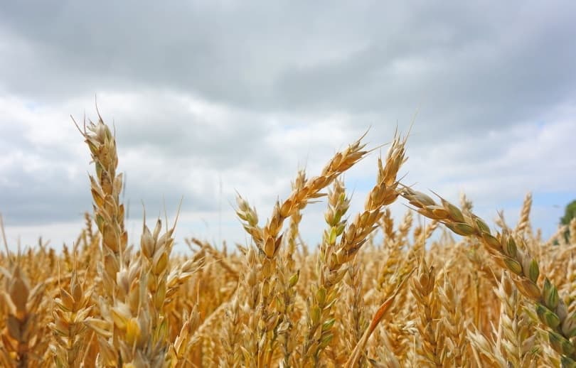 Oat fields ready for harvest