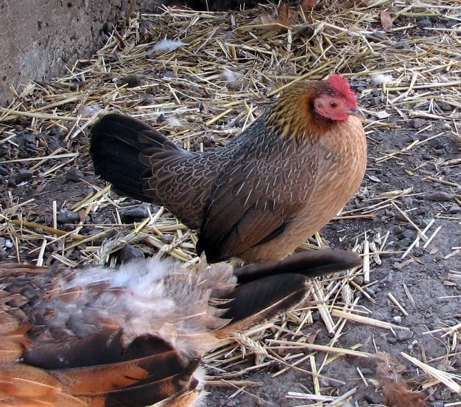 Old_English_Bantam_Commons Wikimedia