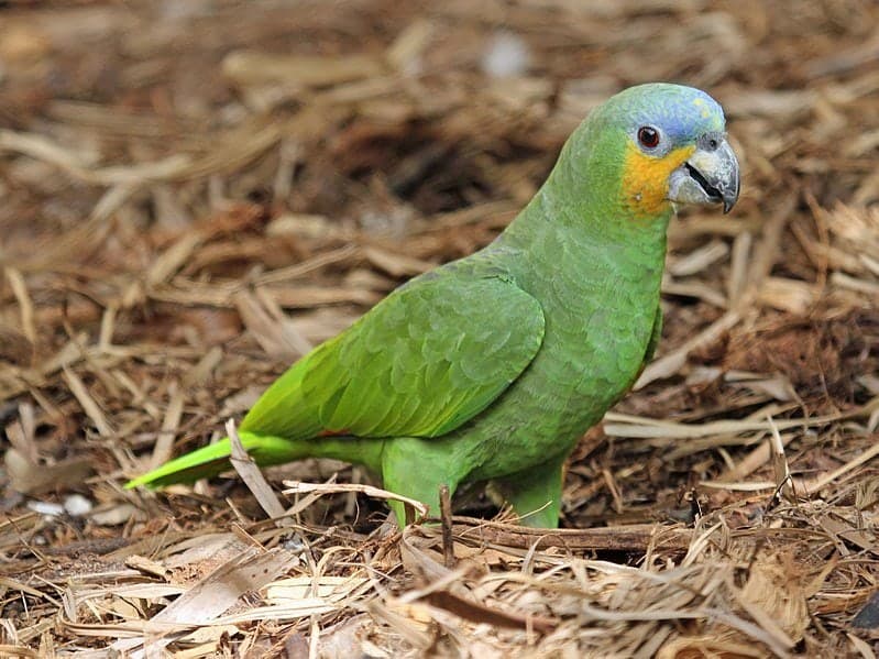 Orange-Winged Amazon