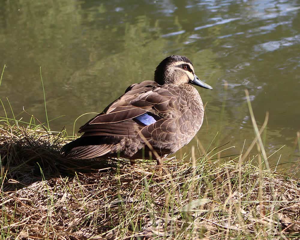 Pacific Black Duck
