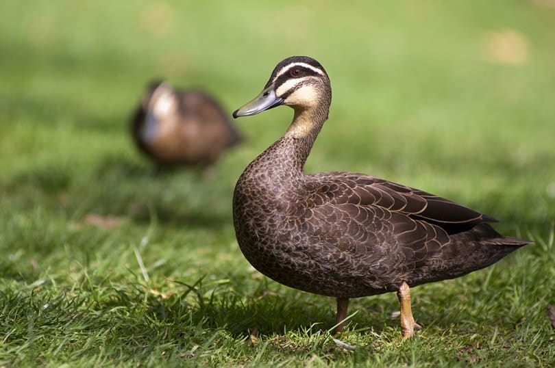 Pacific black duck in lush green grass