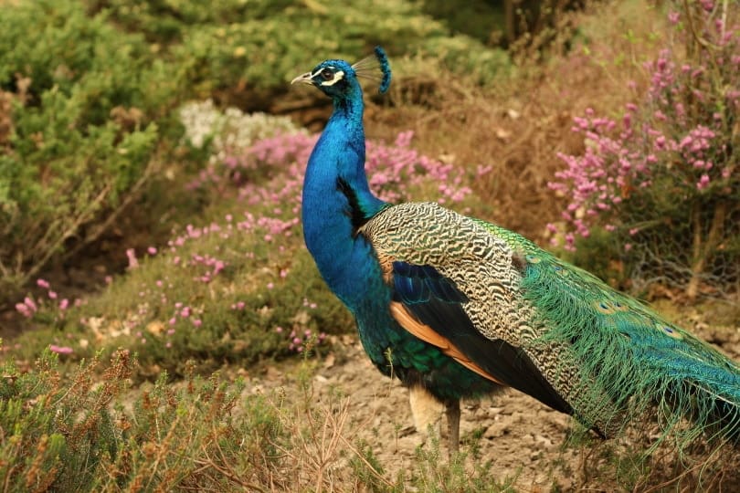Peacock_Piqsels
