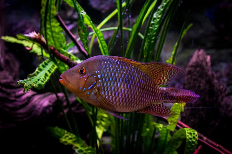 Pearl-Cichlid