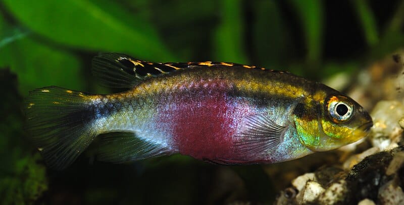 Kribensis