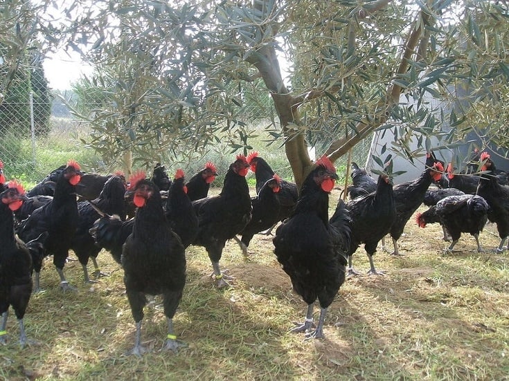 Penedesenca Chickens