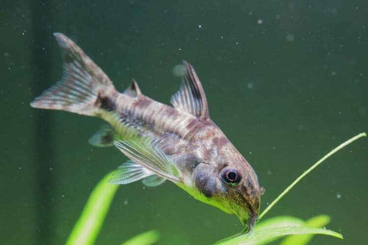 Peppered Corydoras