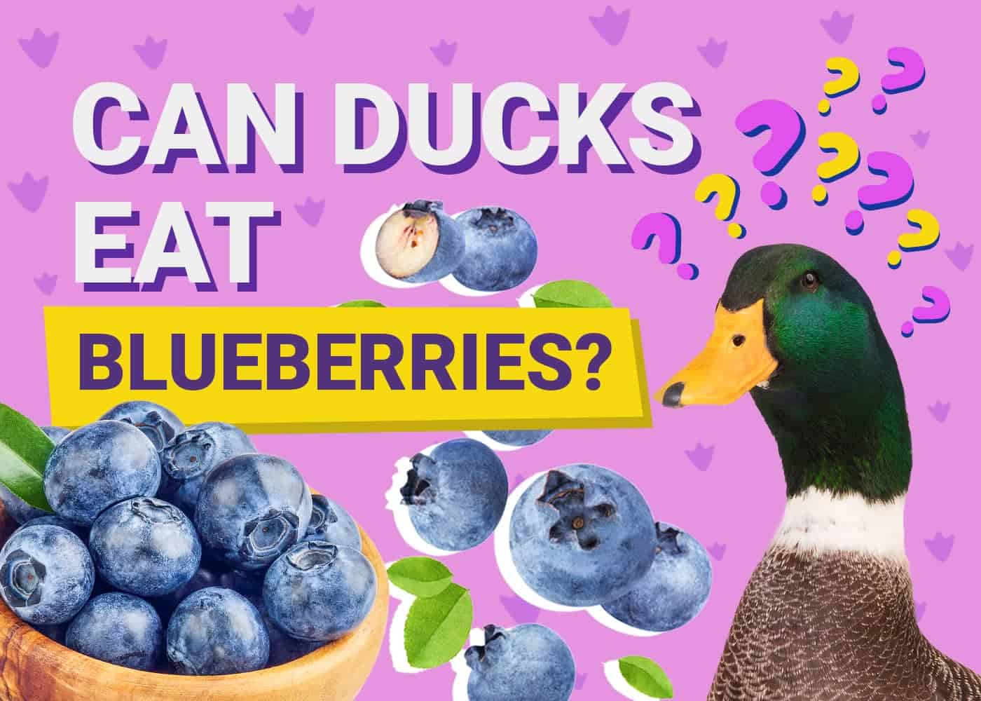 PetKeen_Can Ducks Eat_blueberries