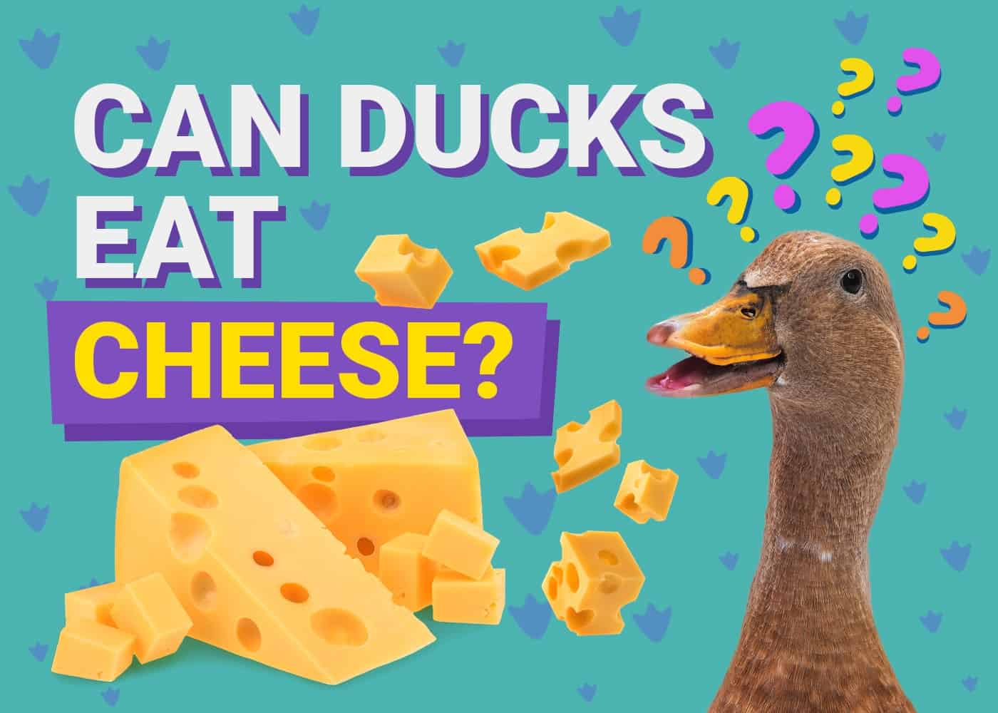 PetKeen_Can Ducks Eat_cheese