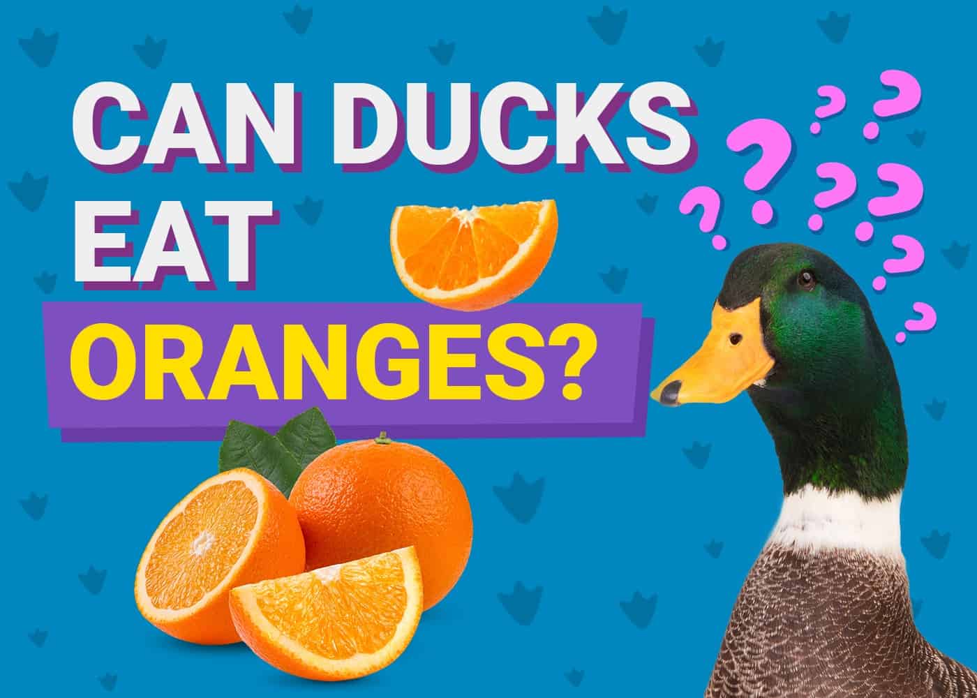 PetKeen_Can Ducks Eat_oranges