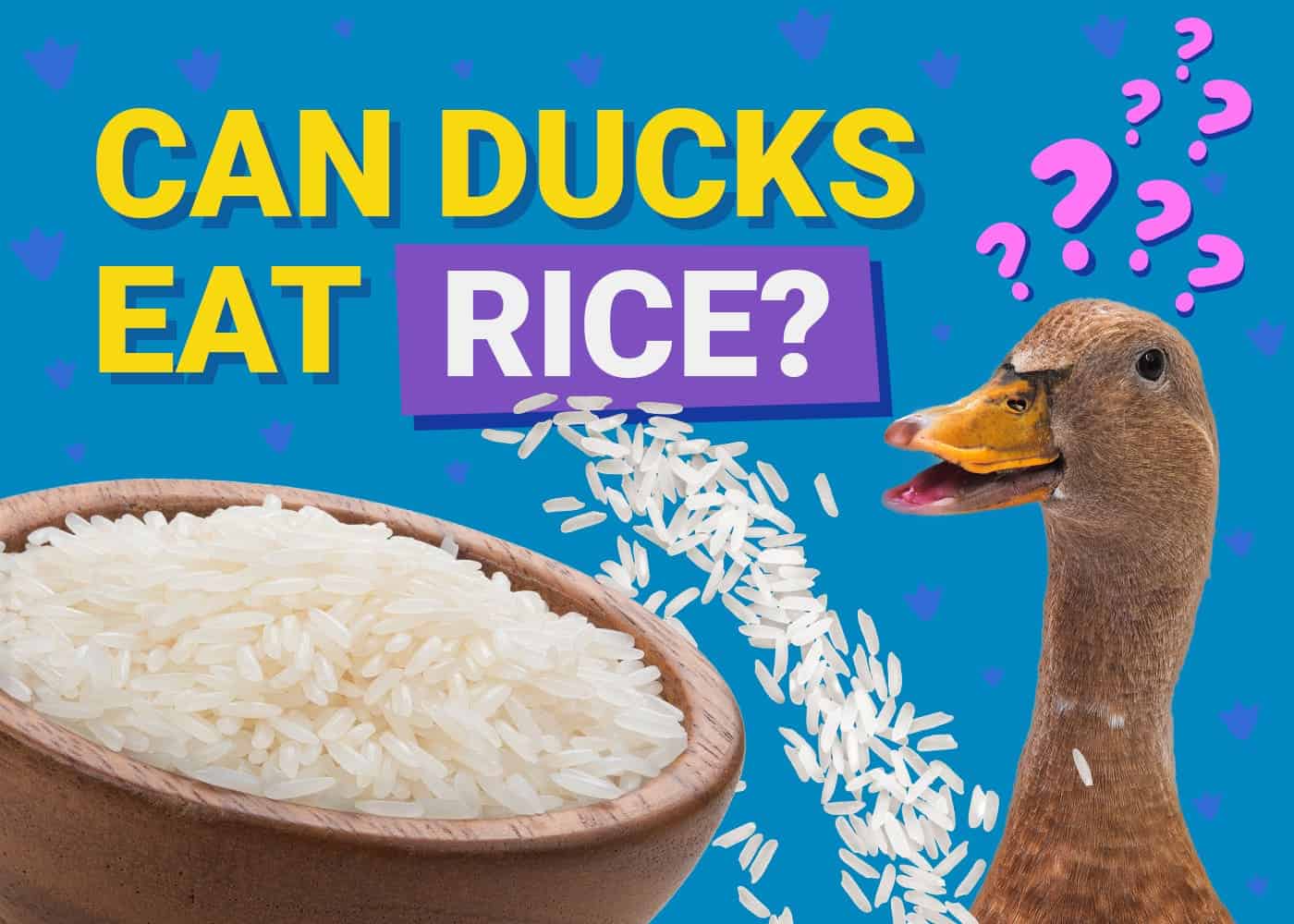PetKeen_Can Ducks Eat_rice