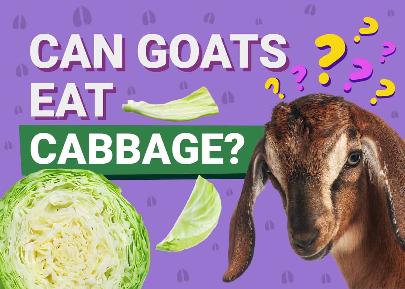 PetKeen_Can Goats Eat_cabbage