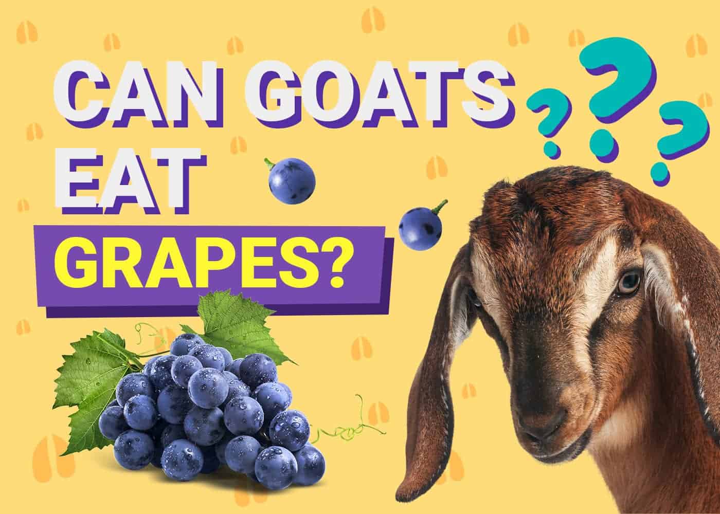 PetKeen_Can Goats Eat_grapes