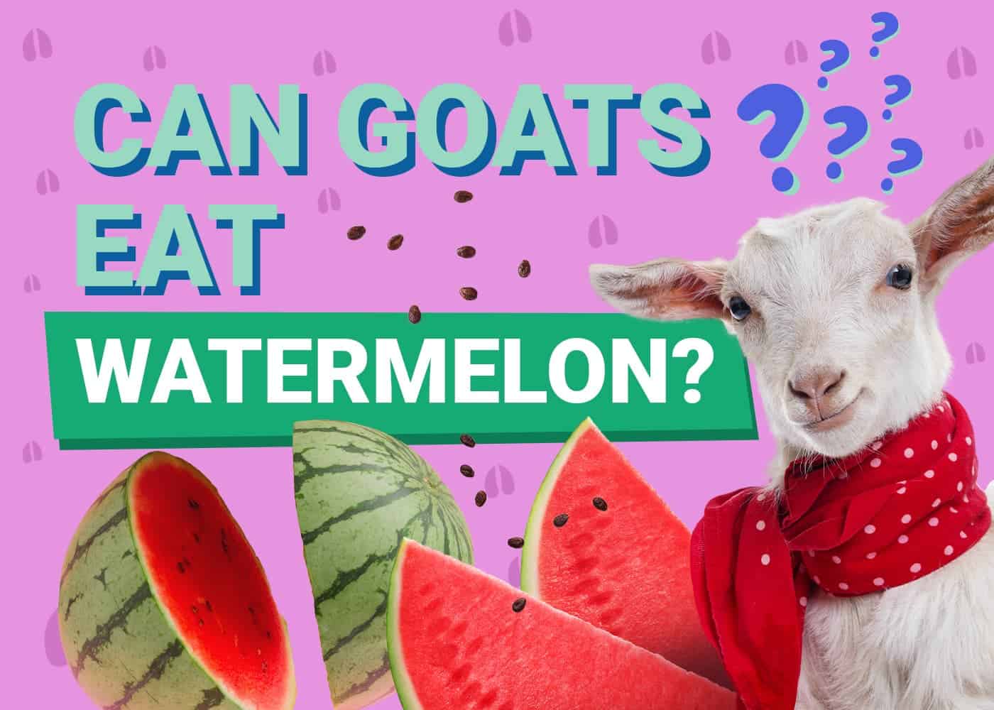 PetKeen_Can Goats Eat_watermelon