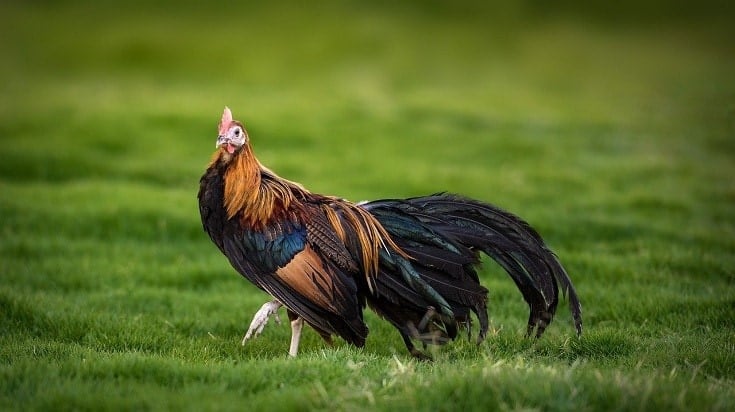 Phoenix Rooster