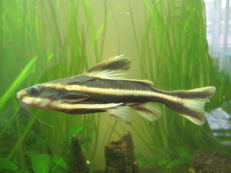 Striped Raphael Catfish