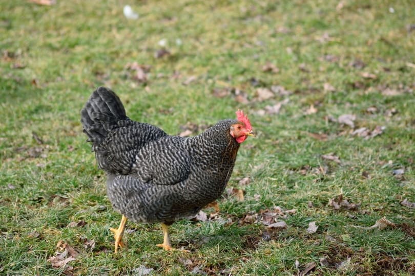 Plymouth rock chicken
