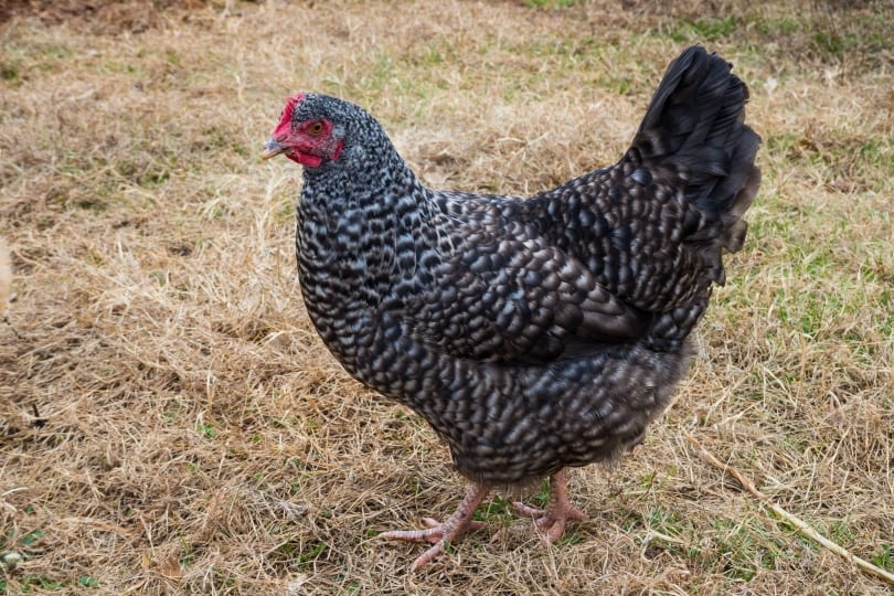 Plymouth rock chicken