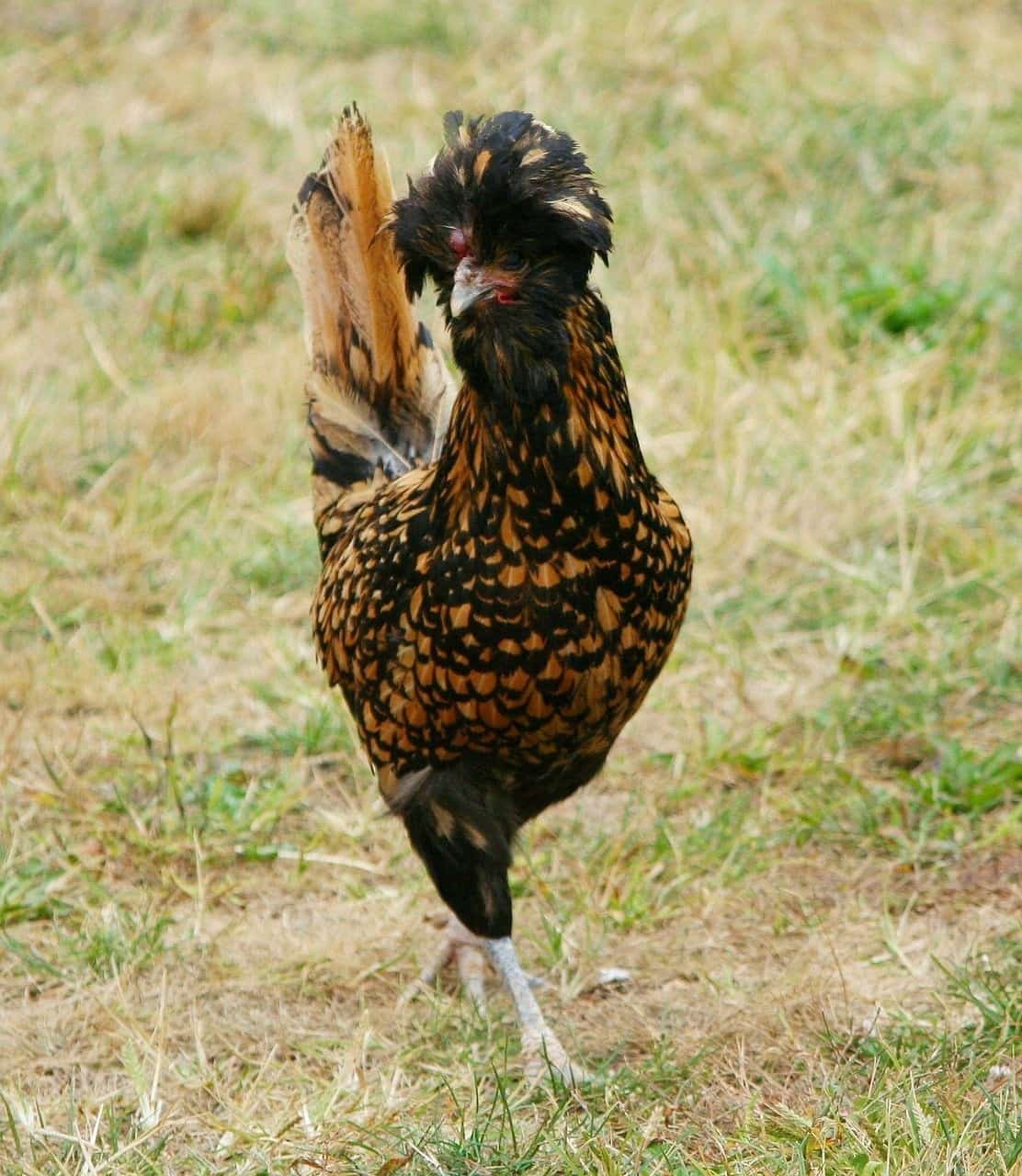 Polish chicken
