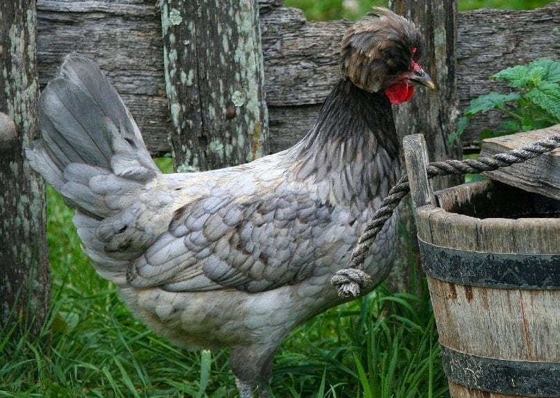 Polish chicken