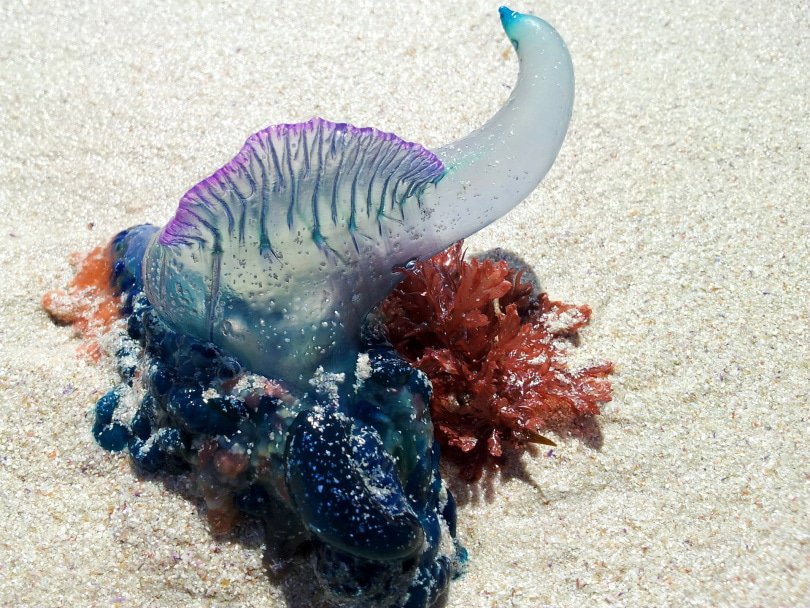 Portuguese Man-o-War
