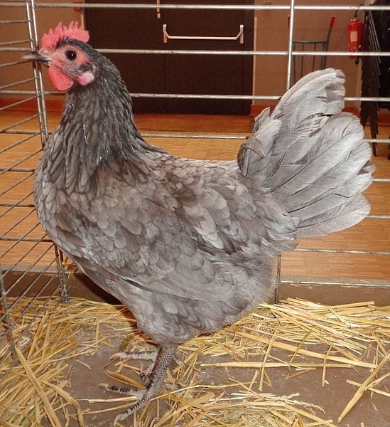 gray Australorp chicken