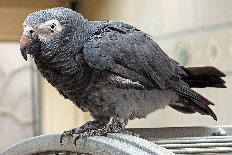 African Grey Timneh