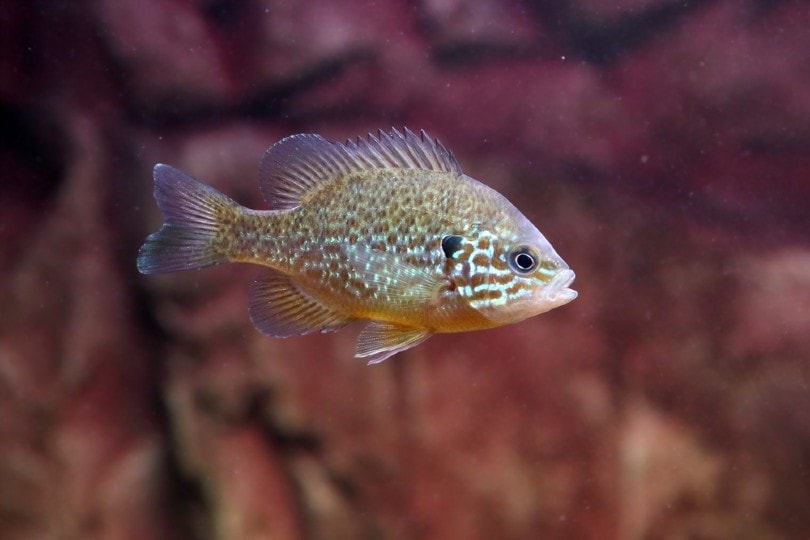 Pumpkinseed fish