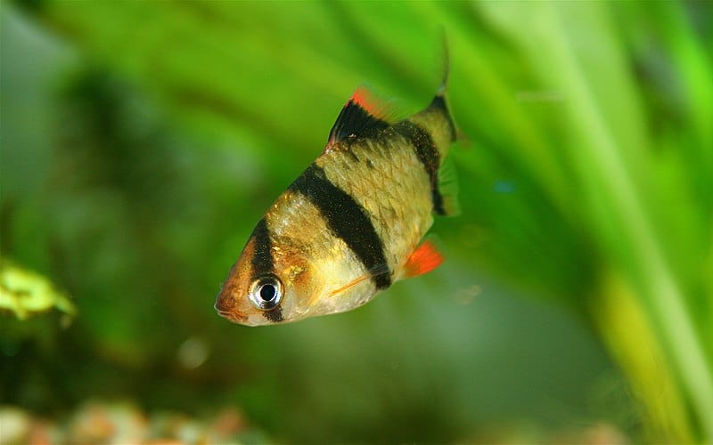 Longfin Tiger Barb