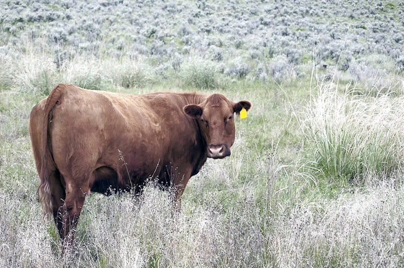 Red Angus