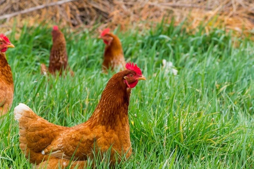 Red-Shaver-chicken_bmphotographer_shutterstock