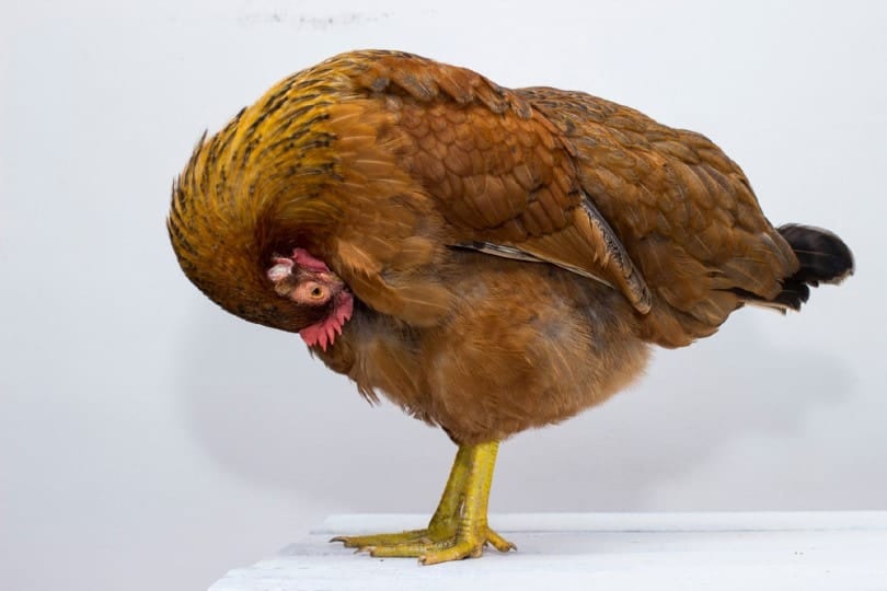 Red chicken preening herself