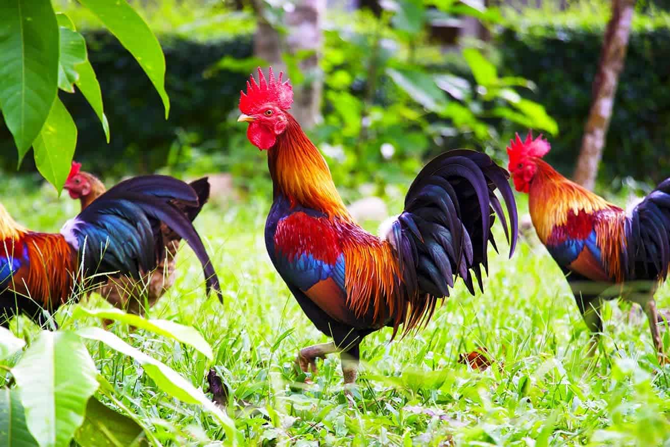 rhode island red bantams