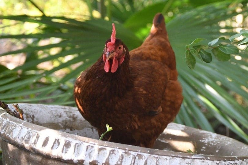 Rhode Island Red