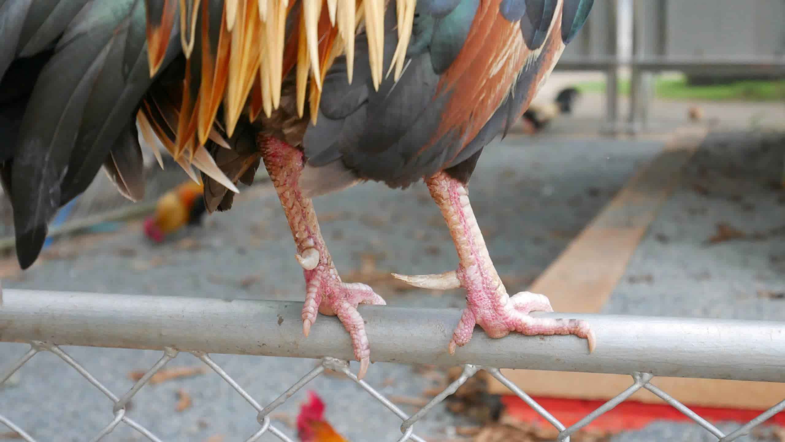 Rooster-Spurs