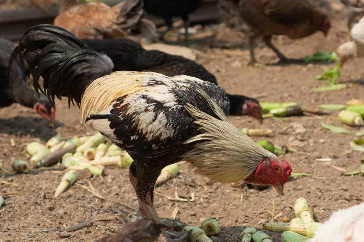 Rooster eating vegetables on natural light background