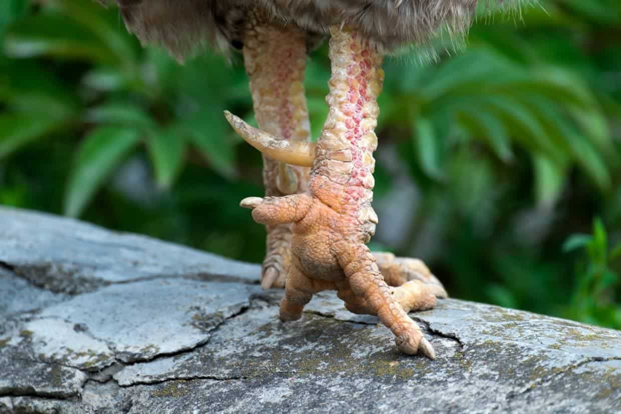 Roosters Have Spurs