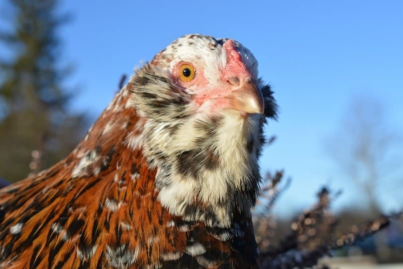Russian Orloff breed profile_Landing_shutterstock