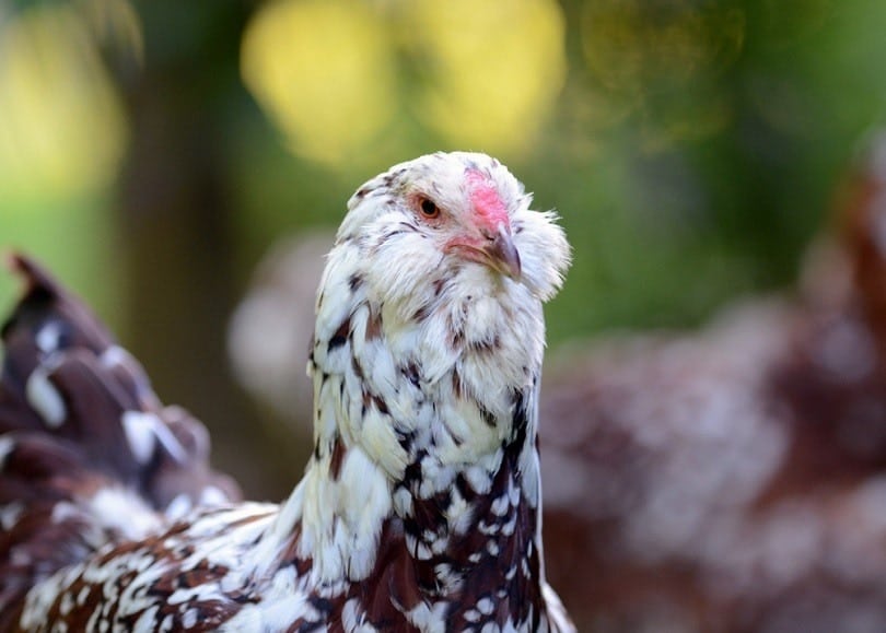 Russian Orloff breed_M Huston_shutterstock