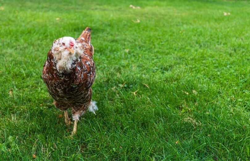 Russian Orloff chicken_Angela Dukich_shutterstock