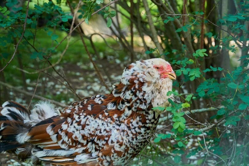 Russian Orloff chicken