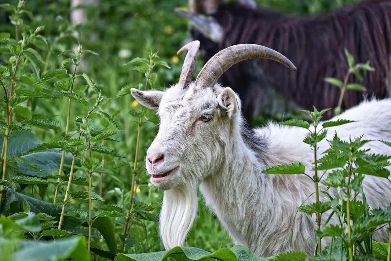 Saanen Goat